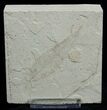 Fossil Willow Leaf - Green River Formation #2136-1